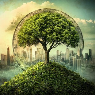 城市中的绿意盎然之树