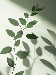 绿叶光影 自然简约之美