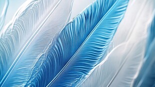 梦幻蓝白羽毛特写