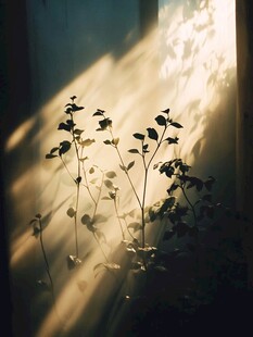 阳光洒下的绿植剪影