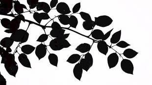 枝叶剪影 自然简约之美