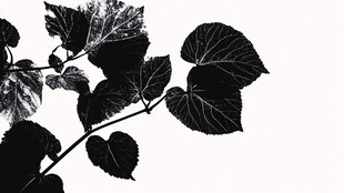 黑白树叶剪影艺术