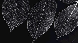 叶脉之美 黑白叶片特写