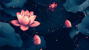 梦幻夜荷 绽于静谧之境