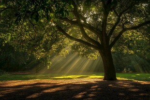 阳光透过大树洒下的静谧美