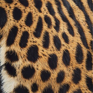 豹纹皮毛纹理特写