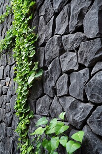 石墙攀附翠绿藤蔓景观