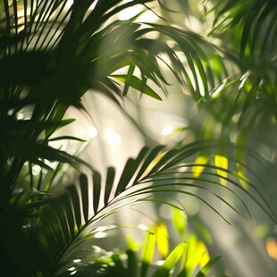阳光透过的翠绿棕榈叶