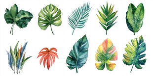 多样热带植物叶片插画