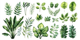 手绘水彩风多样绿色植物