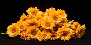 一束灿烂的黄色太阳花