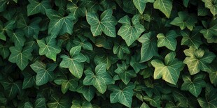 翠绿常春藤叶片特写