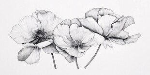 黑白花卉素描图