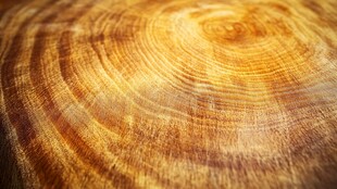 树木年轮特写纹理之美