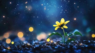 夜中独绽小花的梦幻景象