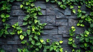 石墙上蔓延的翠绿藤蔓