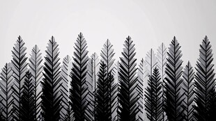 黑白针叶林剪影
