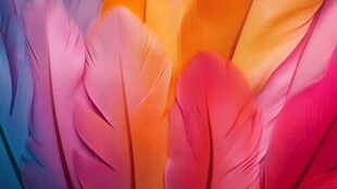 五彩斑斓的绚丽羽毛