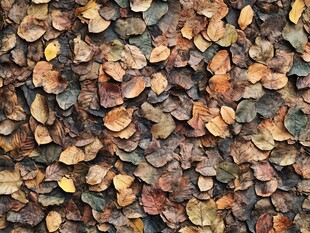 落叶铺满地面的秋日景象