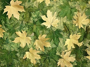 金黄枫叶点缀翠绿背景