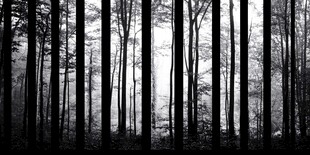 黑白静谧森林景象