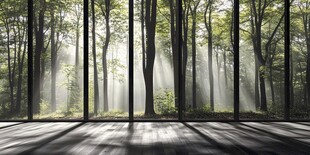 室内望阳光洒落森林之景