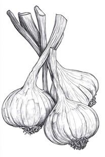手绘大蒜插画