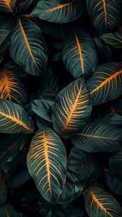 深绿橙纹叶片特写