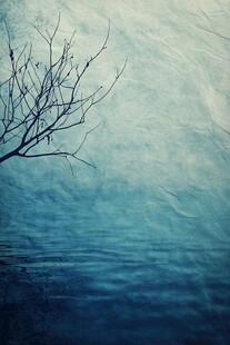 冬日枯树与宁静水面