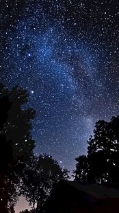 璀璨星空下的静谧树林