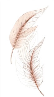 轻柔羽毛插画 简约风设计素材