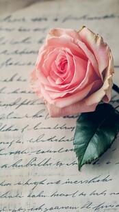 粉玫瑰置于手写书信上