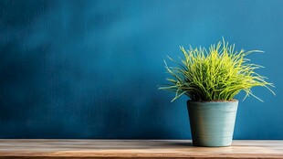 蓝墙前木桌上的清新绿植