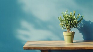 桌上绿植 一抹清新绿意