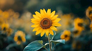 独株向日葵绽放于花田