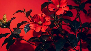 艳丽红山茶绽放于红背景