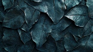 深绿枯叶纹理背景图