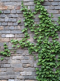 青藤爬满古朴砖墙