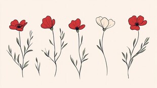 手绘罂粟花插画