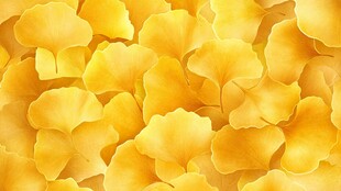 金黄银杏叶背景图