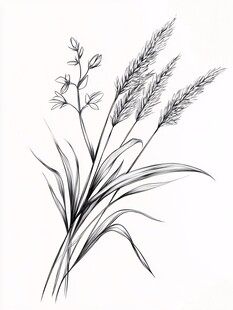 黑白手绘草本植物花卉图