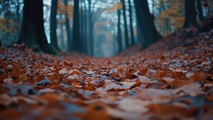 秋林落叶路 静谧诗意景