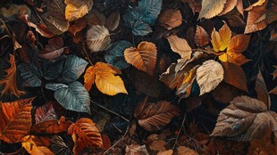 秋日斑斓落叶景致