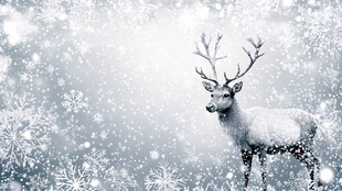 雪中驯鹿 雪花纷飞的美景