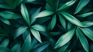 翠绿叶片构成的自然纹理