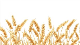 金黄麦穗 田园丰收景象