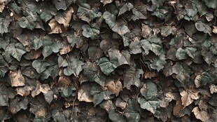 常春藤覆盖的斑驳墙面