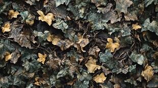 斑驳常春藤叶纹理特写