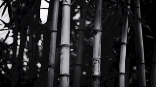 黑白竹林 静谧之美