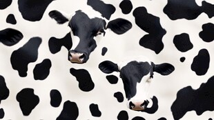 奶牛斑点图案与可爱奶牛头